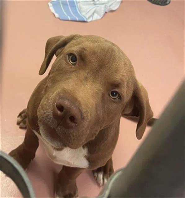 A baby small-sized male Mixed Breed dog named Rex for adoption in Columbia, SC