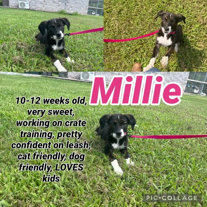 Millie