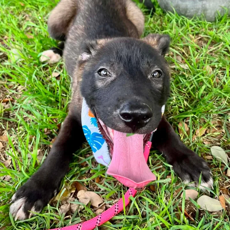 Penny Puppy thumbnail 6