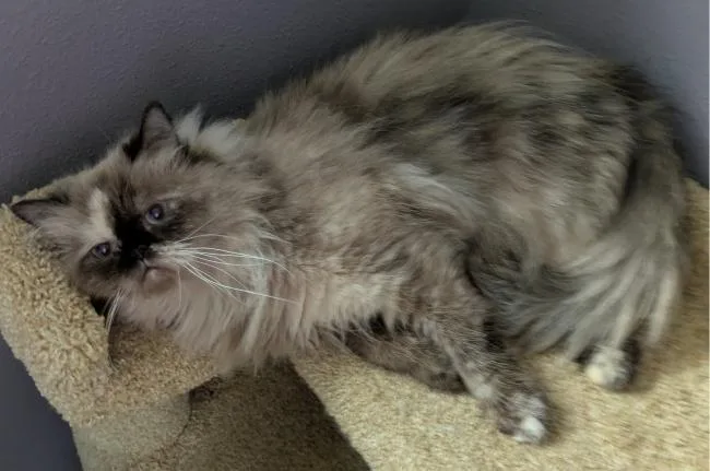 An adult medium-sized female Himalayan cat named Athena for adoption in Kenosha, WI
