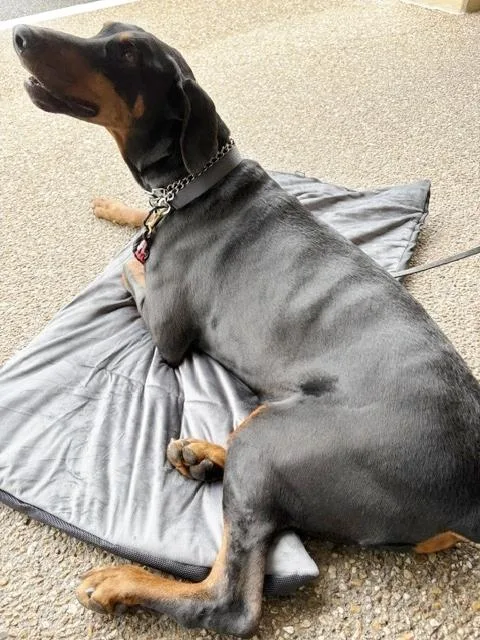 An adult large-sized male Black Doberman Pinscher dog named Dutch for adoption in Arlington, VA