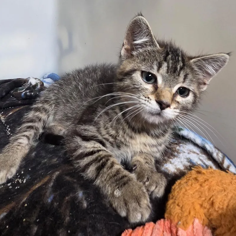 A baby small-sized male Tabby (Buff / Tan / Fawn) Domestic Short Hair cat named Zippy for adoption in Spencer, IA