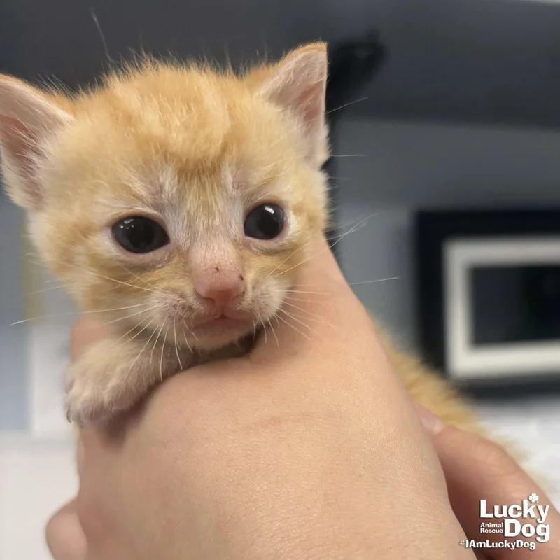 A baby medium-sized female Orange / Red Domestic Short Hair cat named Holly for adoption in Washington, DC