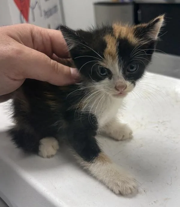 A baby small-sized female Domestic Short Hair cat named Pen Patches for adoption in Lawrenceville, GA