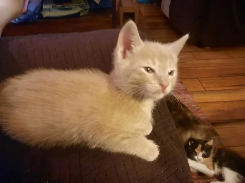 A baby small-sized male Domestic Short Hair cat named Nougat for adoption in Hamilton, OH