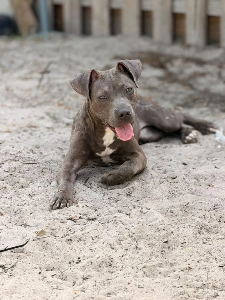 A baby medium-sized female Gray / Blue / Silver Pit Bull Terrier dog named Izma for adoption in Tampa, FL