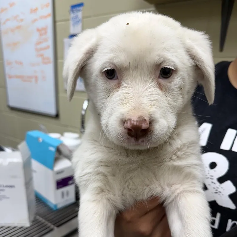 A young small-sized female White / Cream Mixed Breed dog named StrayGentianBoulevard"Pardon Me " for adoption in Columbus, GA