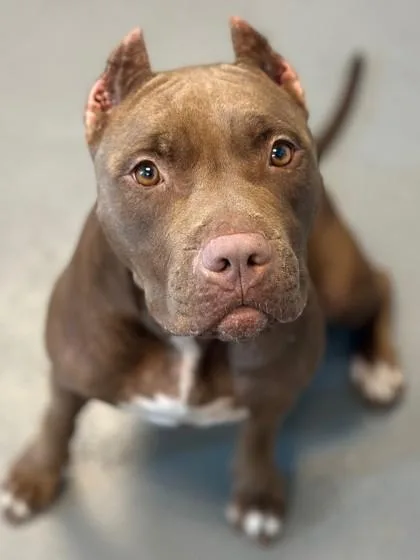 An adult large-sized female Pit Bull Terrier dog named Godiva for adoption in Kansas City, MO