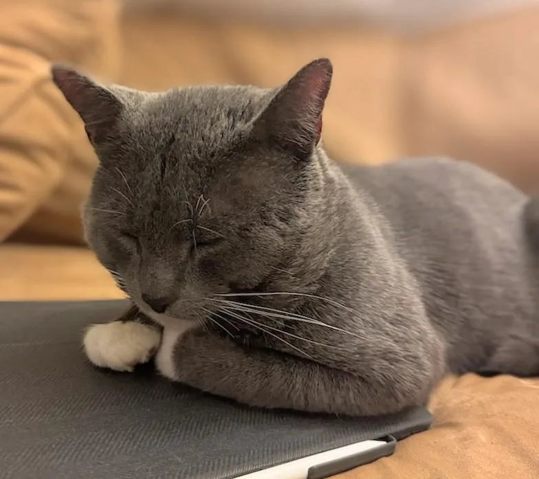 A young large-sized male Gray & White Domestic Short Hair cat named Big Rune for adoption in Melrose, MA
