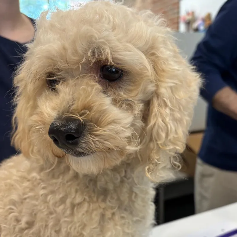 An adult small-sized female Mixed Breed dog named Snowflake for adoption in Allentown, PA