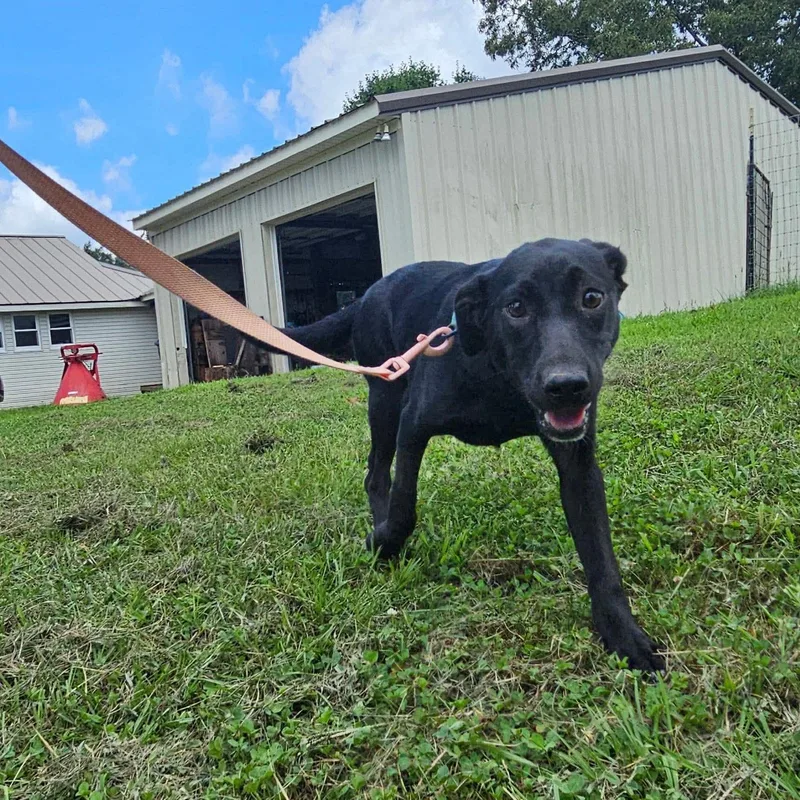 A baby medium-sized female Black Mixed Breed dog named Rain for adoption in Hopkinton, MA