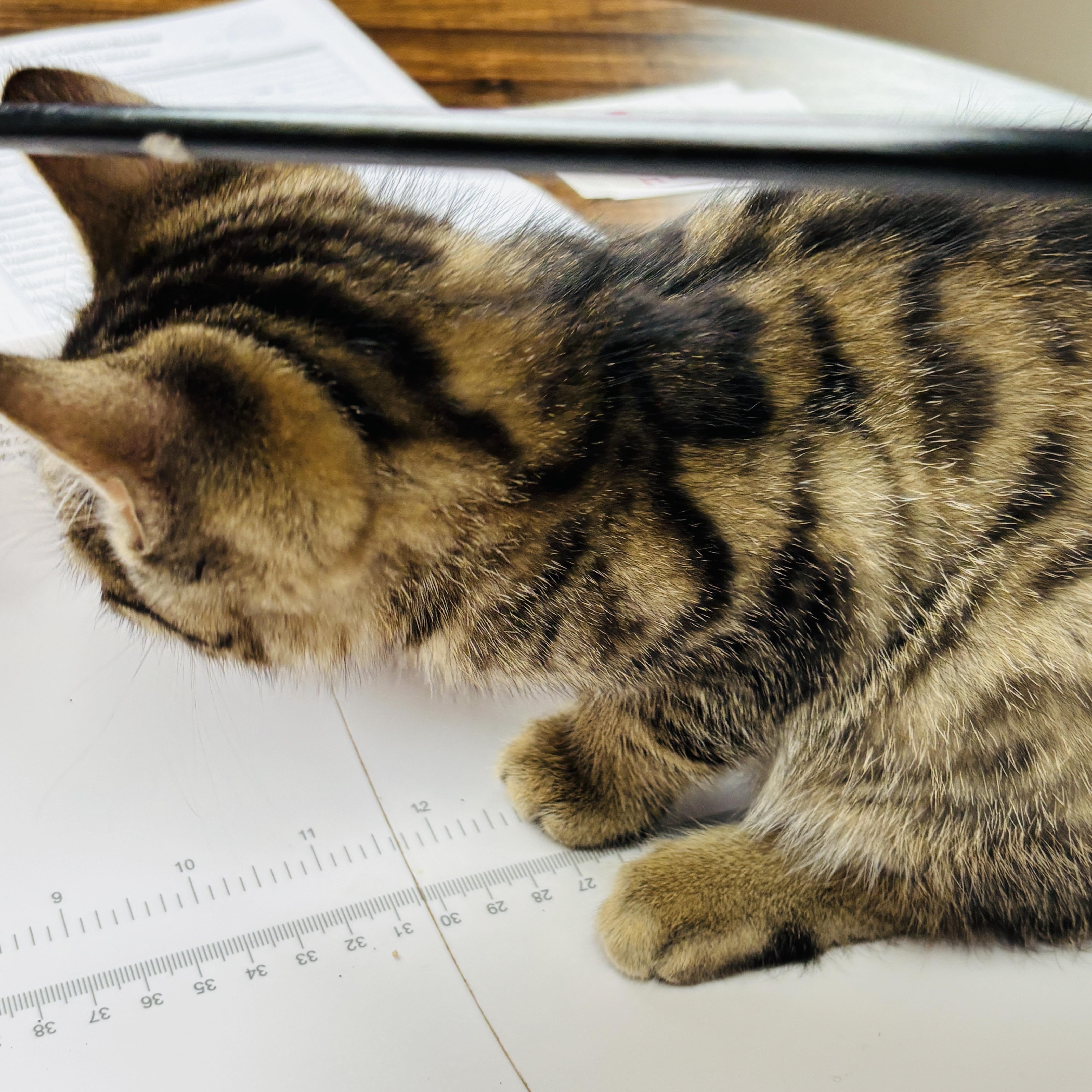 A baby medium-sized male Oriental Tabby cat named Jaguar for adoption in Pinole, CA