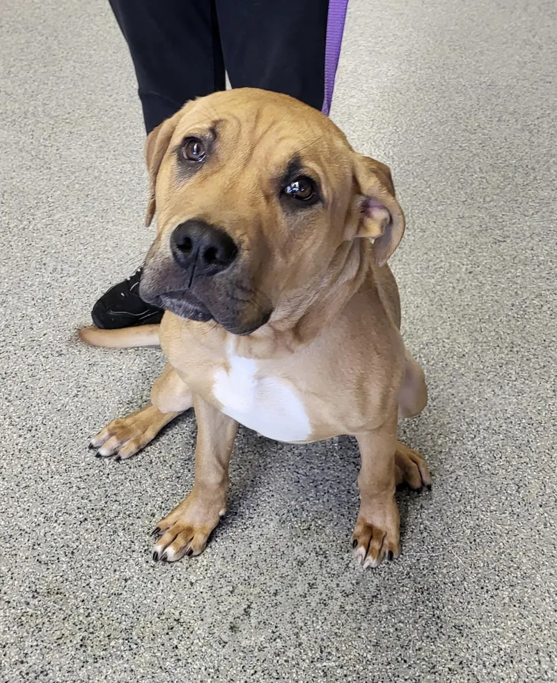 A young large-sized male Mastiff dog named Massy for adoption in Zimmerman, MN