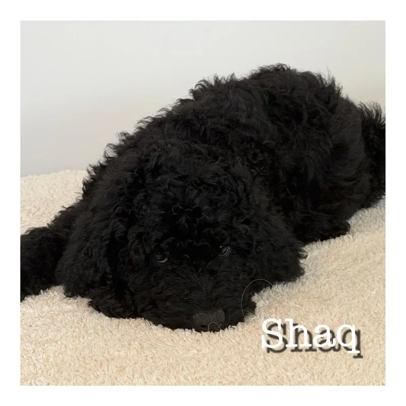 A baby small-sized male Black Golden Retriever dog named Shaq for adoption in Duck River, TN