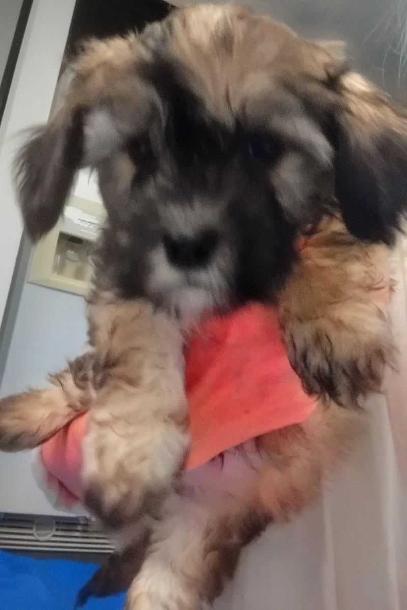 A baby small-sized male Maltipoo dog named Laser for adoption in Los Angeles, CA