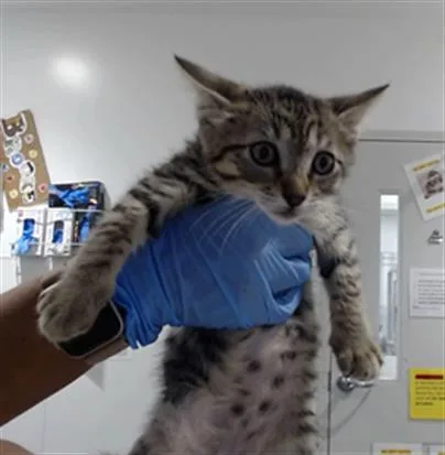 A baby small-sized female Domestic Short Hair cat named Parsley for adoption in San Francisco, CA