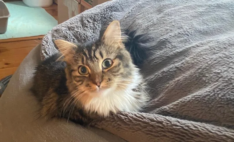 A young small-sized female Domestic Medium Hair cat named Kosta Louisa for adoption in Gorham, ME