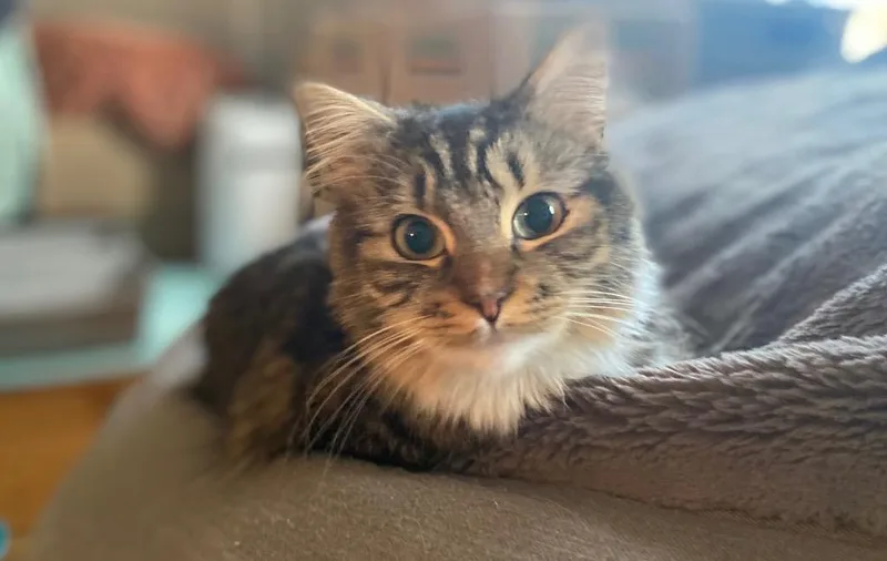 Kosta Louisa thumbnail 2