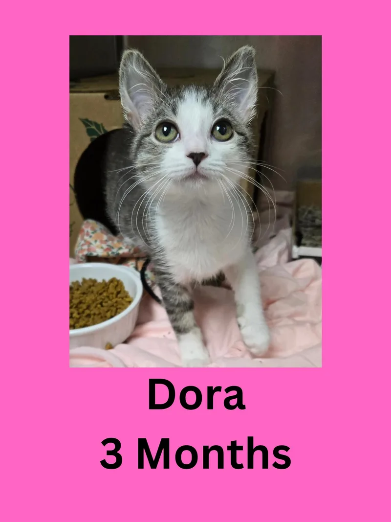 A baby small-sized female Tabby (Gray / Blue / Silver) Domestic Short Hair cat named Dora for adoption in Ravenna, OH