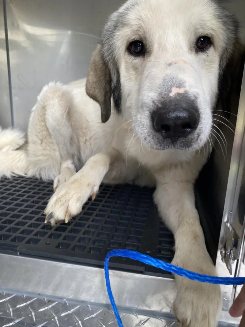 A young large-sized male Mixed Breed dog named Mr. Bailey for adoption in Dallas, TX