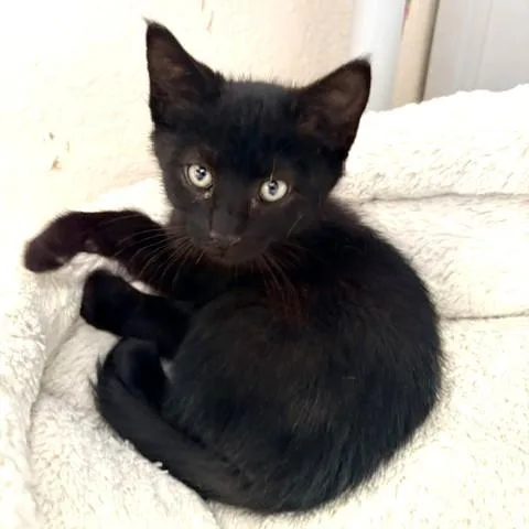 A baby medium-sized male Black Domestic Short Hair cat named Pismo for adoption in Long Beach, WA