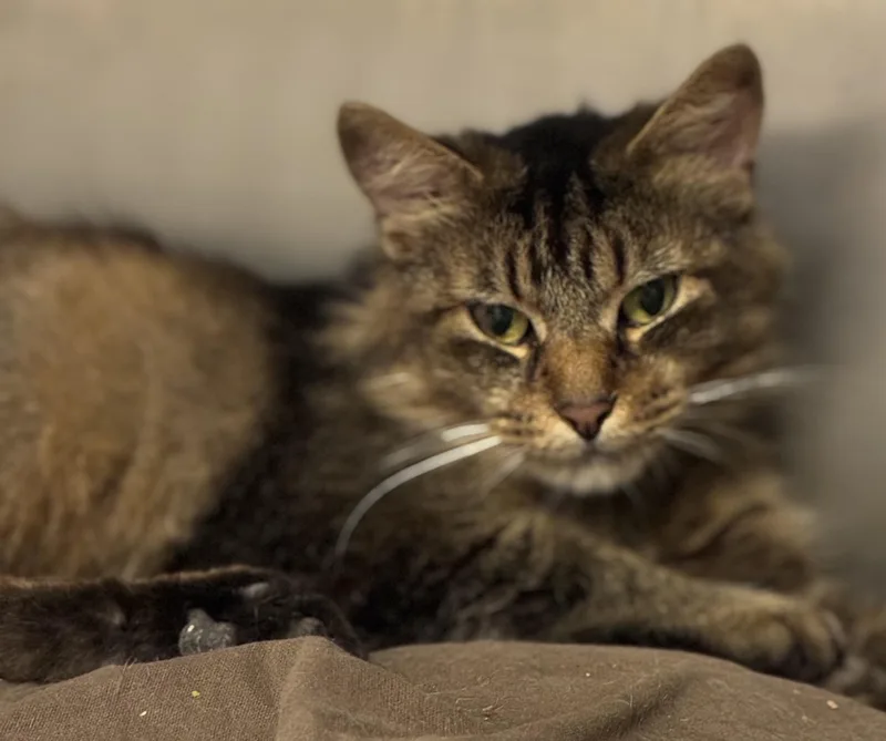 An adult large-sized male Brown / Chocolate Domestic Long Hair cat named Meowshi for adoption in Sandusky, MI
