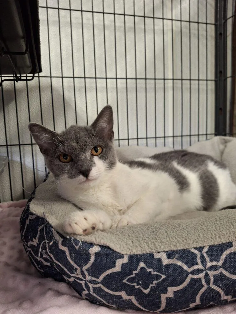A young medium-sized female Domestic Short Hair cat named Loretta for adoption in Ironwood, MI