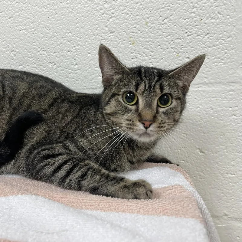 An adult medium-sized female Brown / Chocolate Domestic Short Hair cat named Shaula for adoption in Lyndhurst, VA