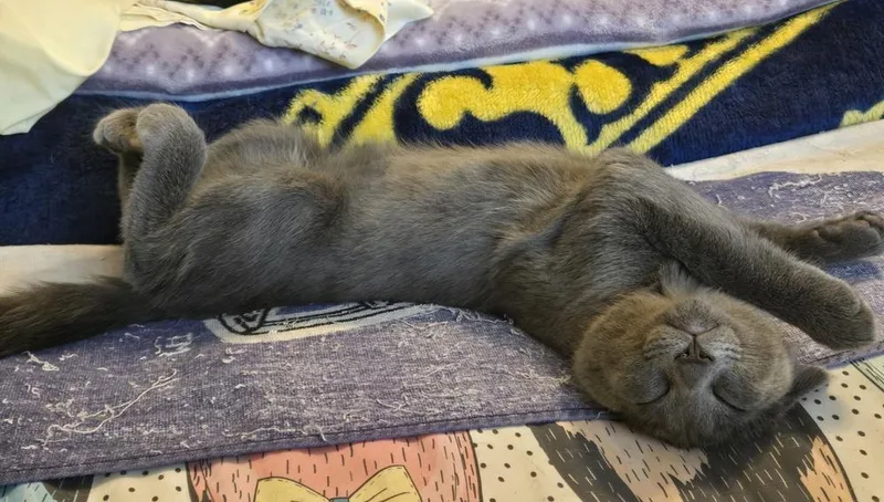 A baby small-sized male Gray / Blue / Silver Domestic Short Hair cat named Spin for adoption in Omaha, NE