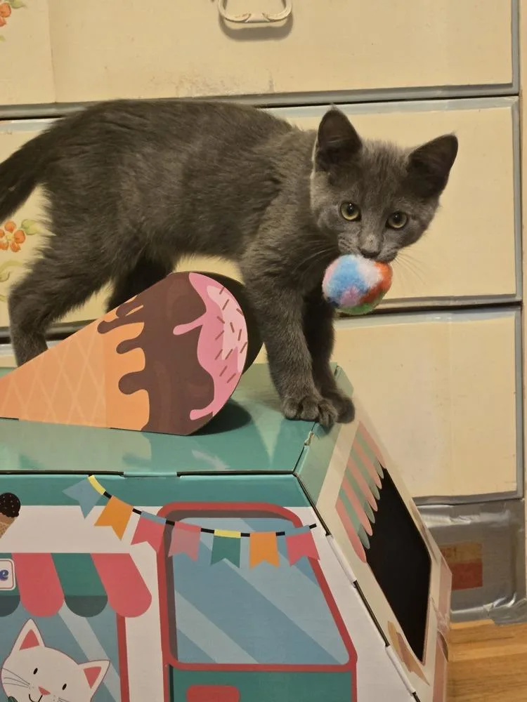 Spin thumbnail 3