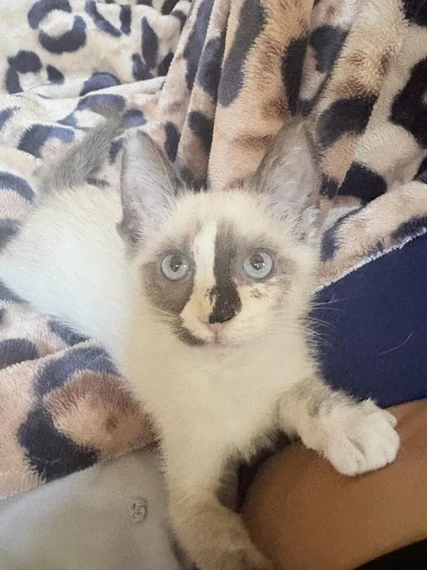 A baby small-sized female Siamese cat named Diamond for adoption in Bonsall, CA