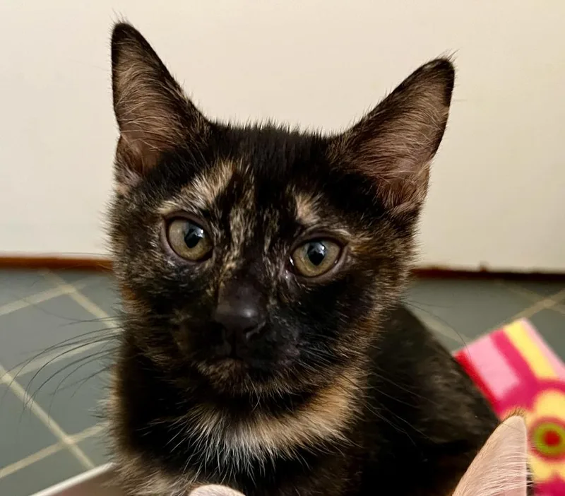 An adult small-sized female Tortoiseshell Tortoiseshell cat named Devi for adoption in Palo Alto, CA