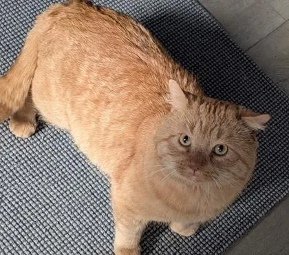An adult large-sized male Domestic Short Hair cat named Mongo for adoption in Cecil, WI