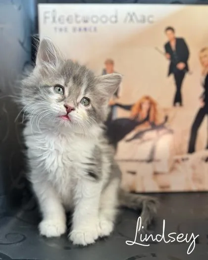 A baby small-sized male Domestic Long Hair cat named Lindsey for adoption in Morton Grove, IL