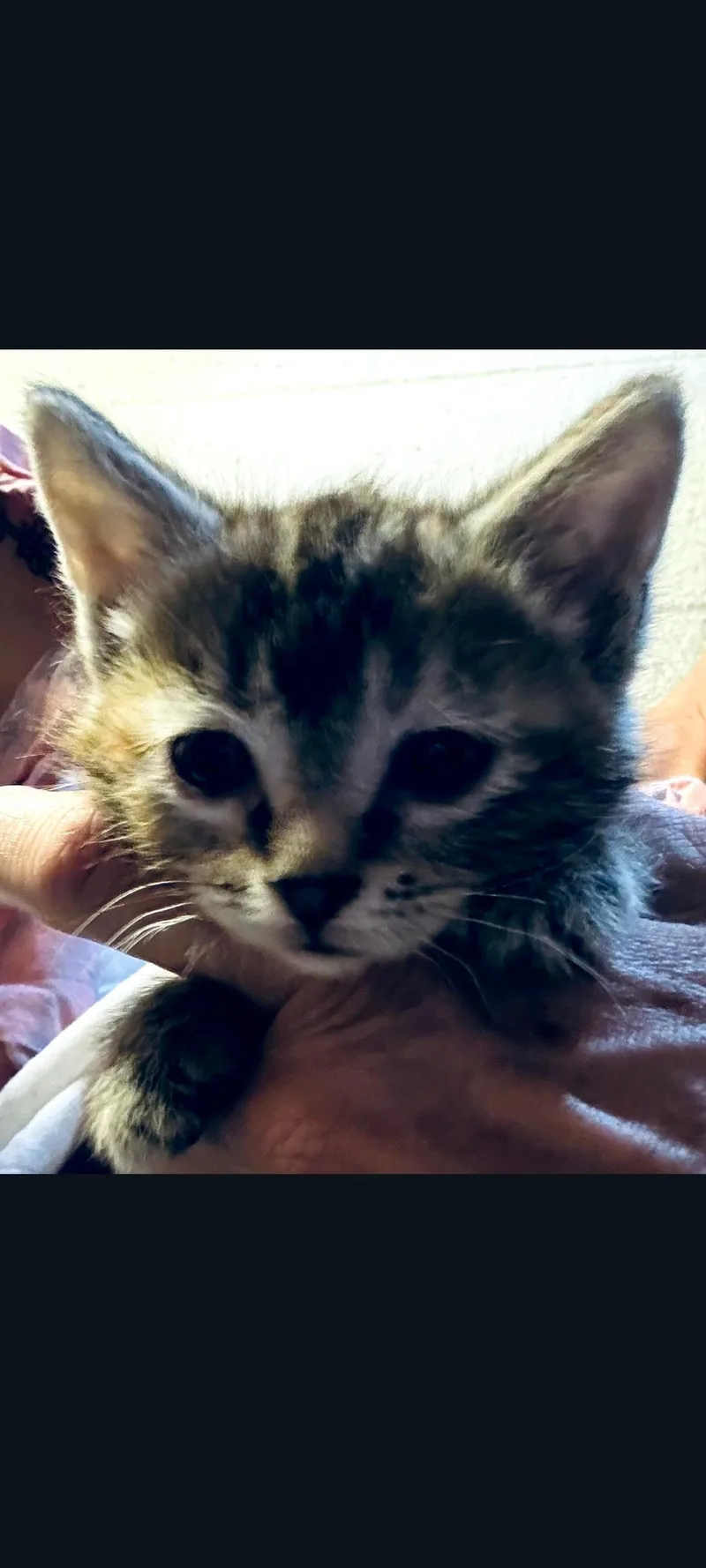 A baby small-sized male Tabby (Tiger Striped) Domestic Short Hair cat named Momo for adoption in Lewis Center, OH