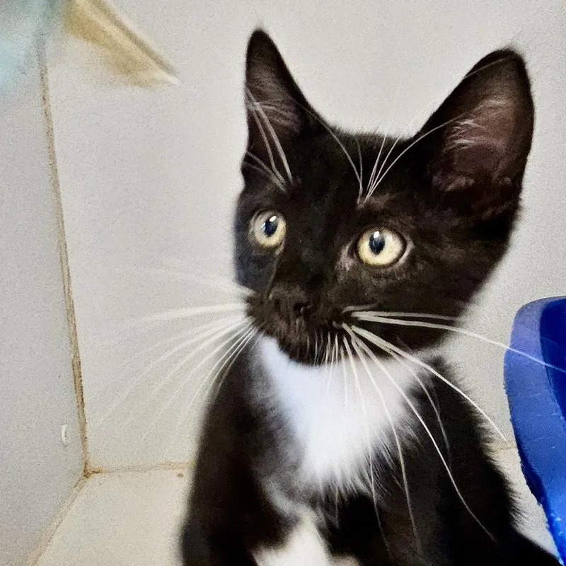 A baby small-sized male Black Domestic Short Hair cat named Oreo for adoption in Oakland, CA