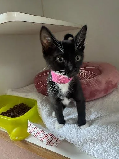Oreo thumbnail 3