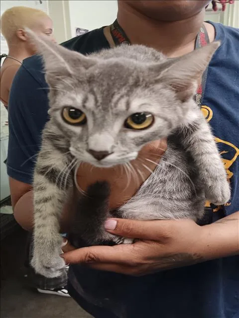 A baby medium-sized male Domestic Short Hair cat named Maisy for adoption in Los Angeles, CA