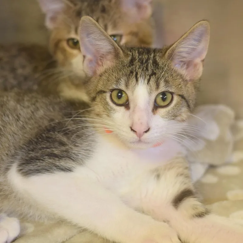 A baby small-sized male Brown / Chocolate Domestic Short Hair cat named Jet for adoption in Belleville, IL