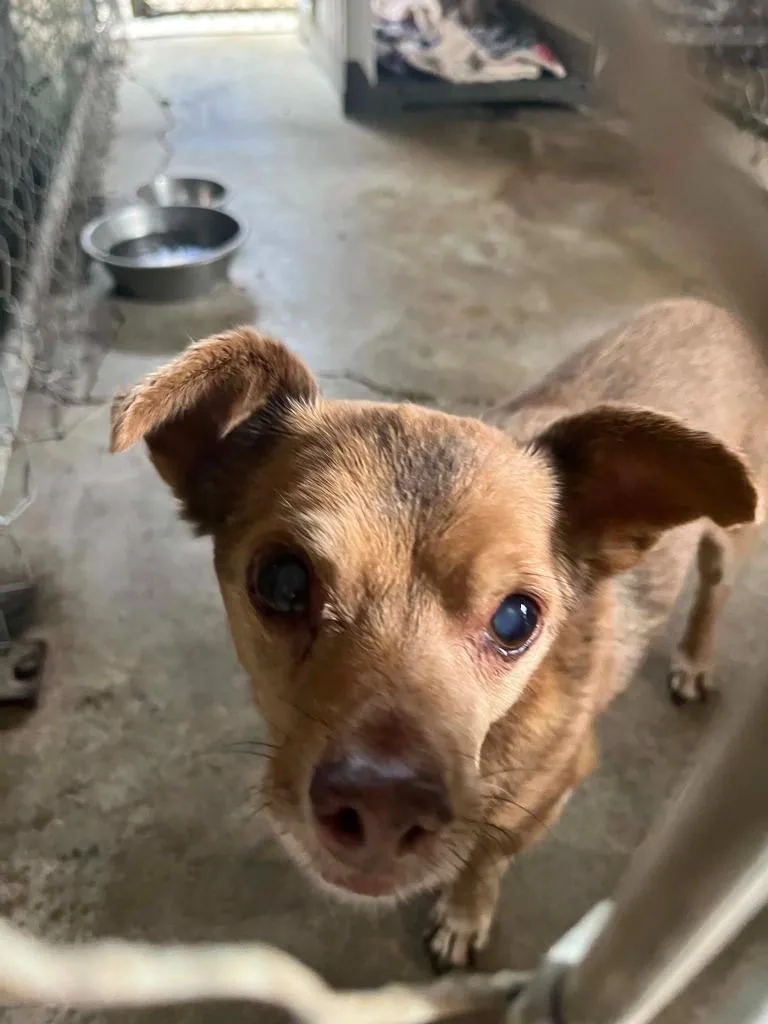 A senior small-sized male Chihuahua dog named Henry for adoption in Newman, CA
