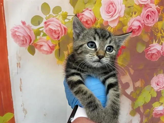 A baby small-sized female Domestic Short Hair cat named Bean for adoption in San Bernardino, CA