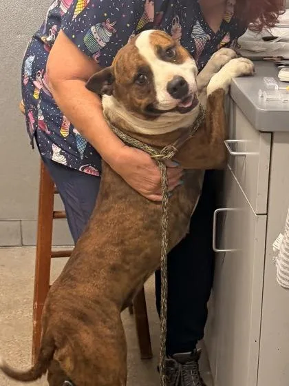 A young medium-sized female Brown / Chocolate Pit Bull Terrier dog named Sheshe for adoption in Cleveland, OH