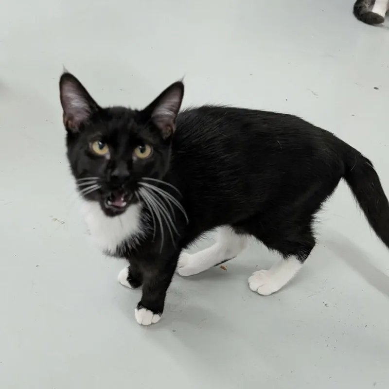 A young small-sized female Black & White / Tuxedo Domestic Short Hair cat named Marty for adoption in West Palm Beach, FL