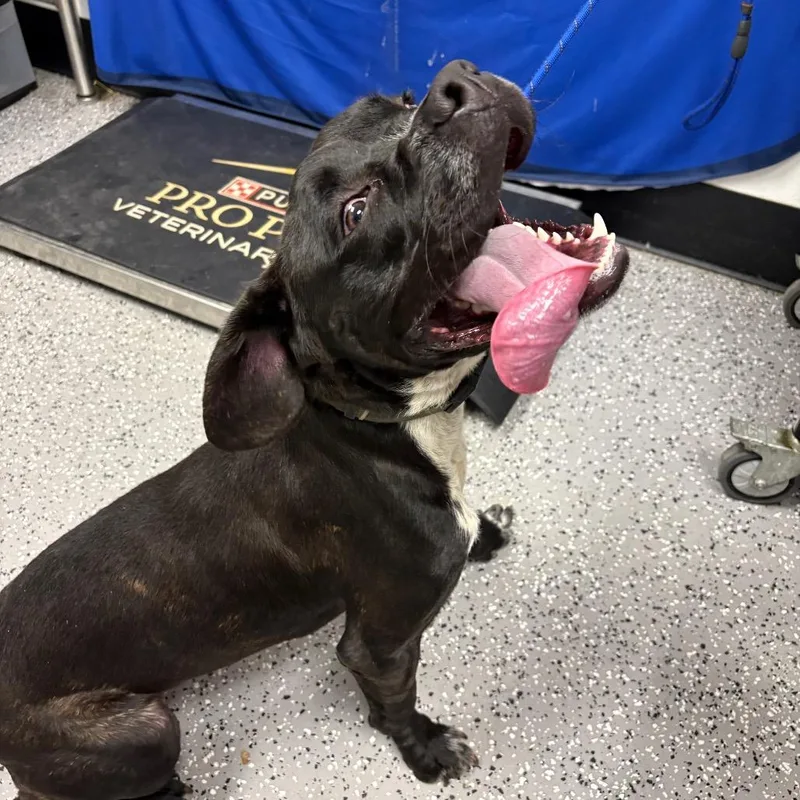 An adult medium-sized male Black Pit Bull Terrier dog named Arnold for adoption in Henderson, NV