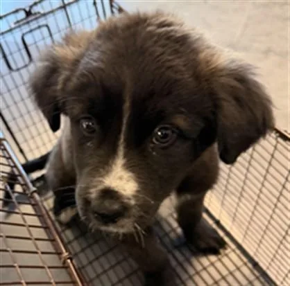 A baby small-sized female Mixed Breed dog named Betsy Rosslottie for adoption in Los Angeles, CA