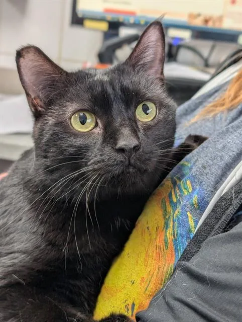 An adult medium-sized female Domestic Short Hair cat named Rachel for adoption in Canfield, OH