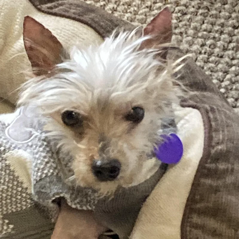 A senior small-sized male Tricolor (Brown, Black, & White) Yorkshire Terrier dog named Wendell for adoption in Rockville, MD