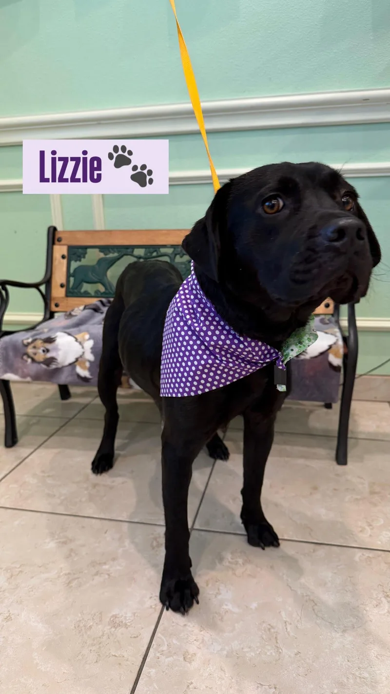A young medium-sized female Black Labrador Retriever dog named Lizzie for adoption in Plano, TX