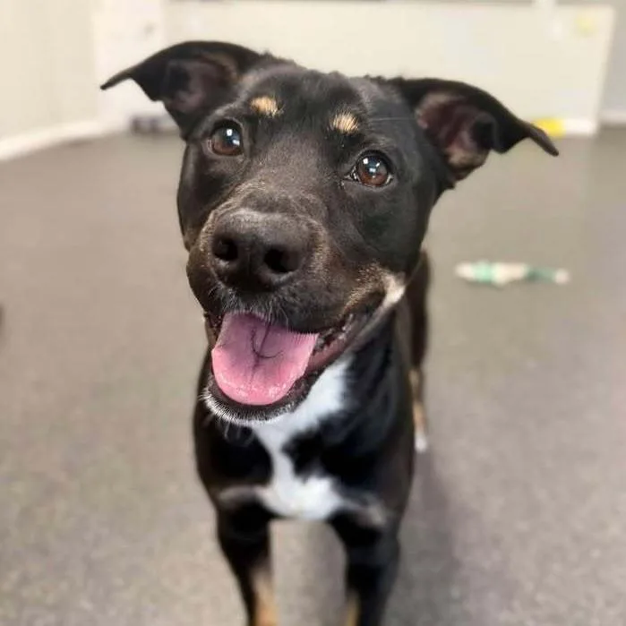 A young medium-sized female Black Mixed Breed dog named Reese for adoption in Durham, NC