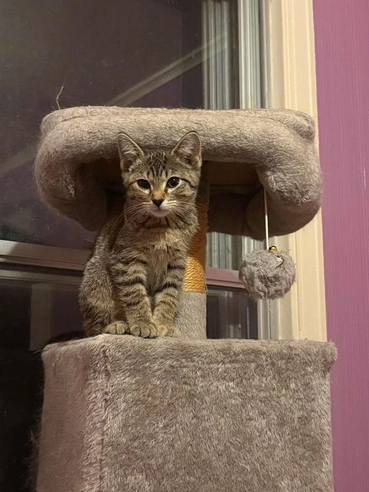 A baby small-sized female Domestic Short Hair cat named Buttercream Tabby Girl P. for adoption in Peoria, IL
